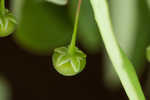 Muscarene Island leaf-flower